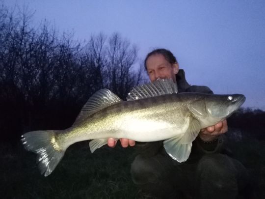Zander