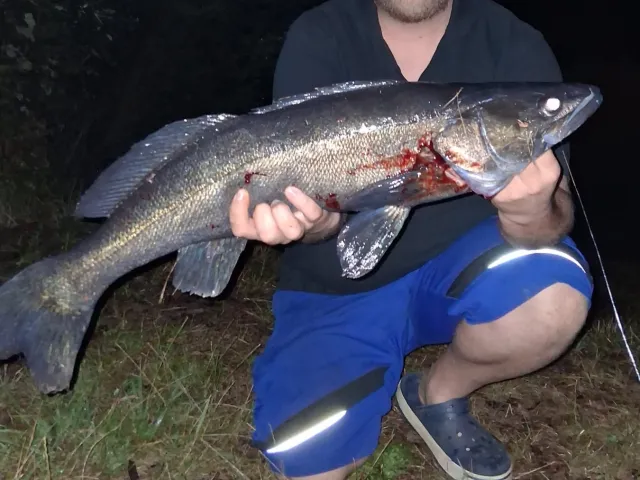 Zander