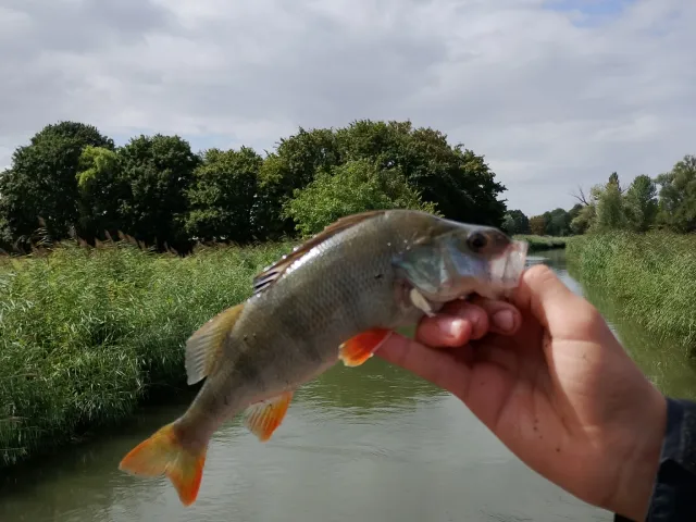 Flussbarsch