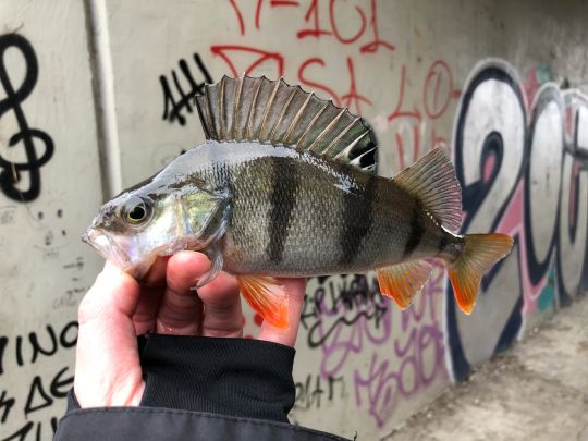 Flussbarsch