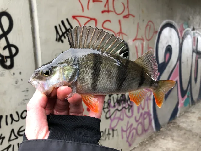 Flussbarsch
