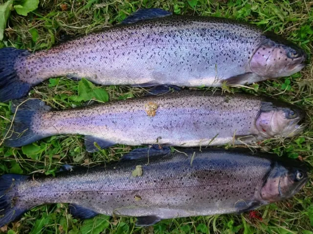 Regenbogenforelle