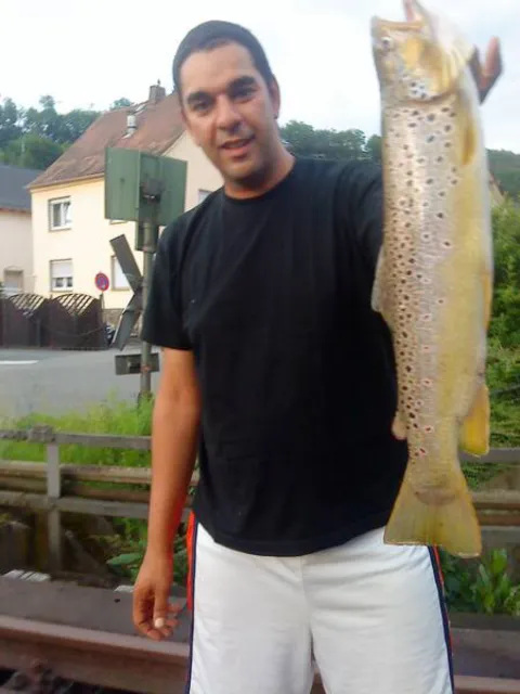 Bachforelle