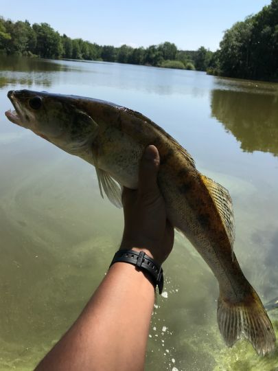 Zander