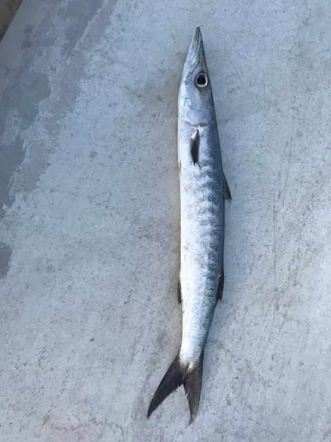 Barrakuda