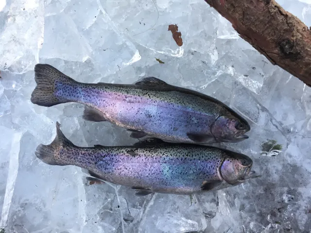 Regenbogenforelle