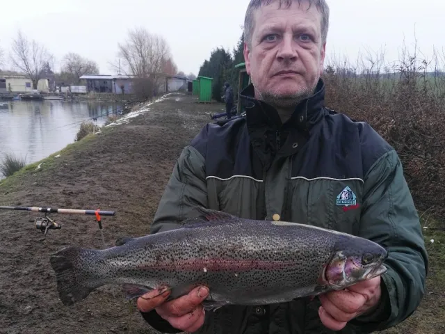Regenbogenforelle