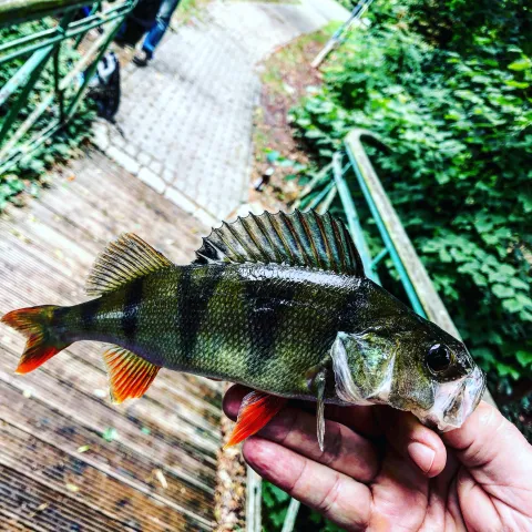 Flussbarsch