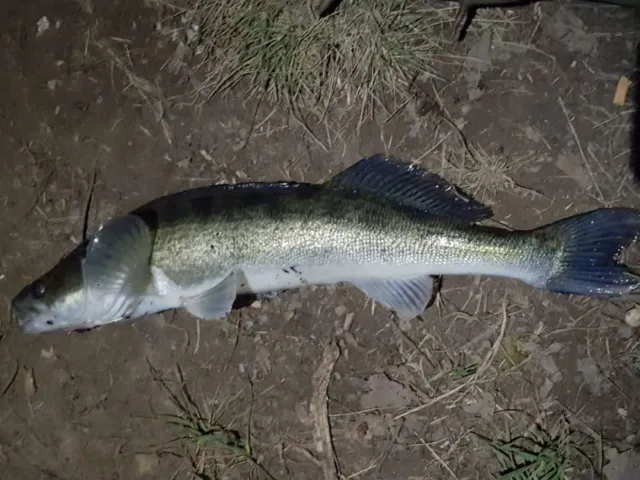 Zander