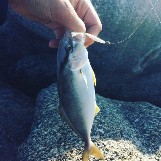 Amberjack