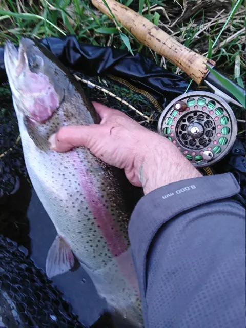 Regenbogenforelle
