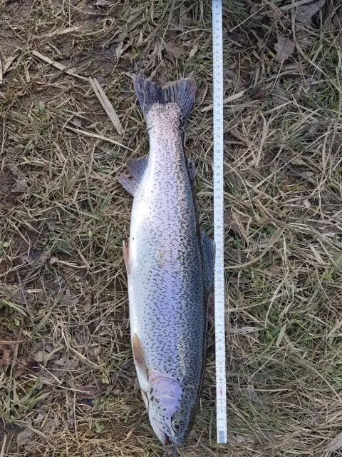 Regenbogenforelle