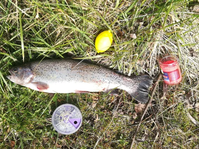 Regenbogenforelle