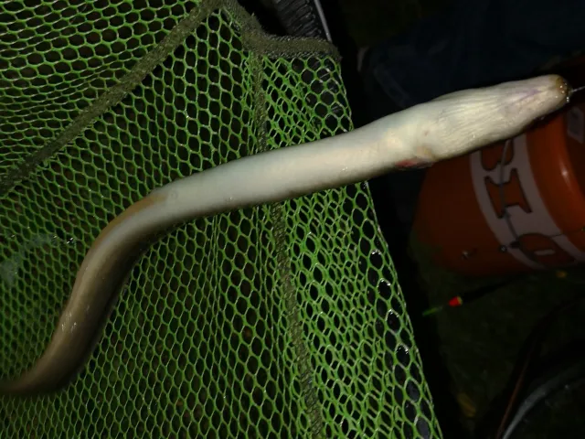 Aal