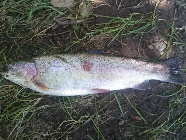 Regenbogenforelle