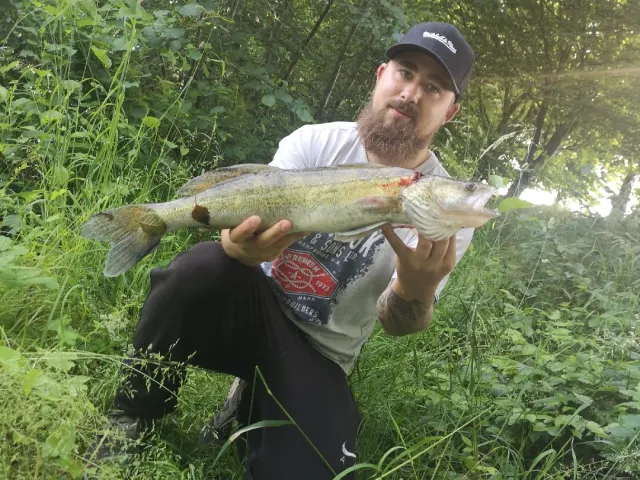 Zander