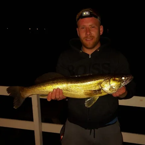 Zander