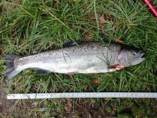Regenbogenforelle