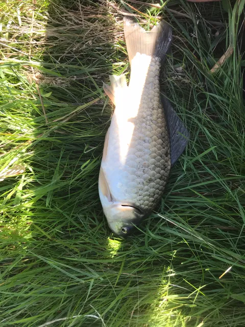 Karausche
