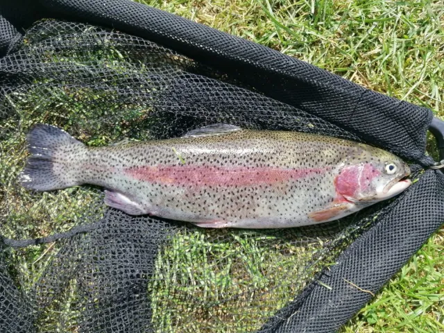 Regenbogenforelle