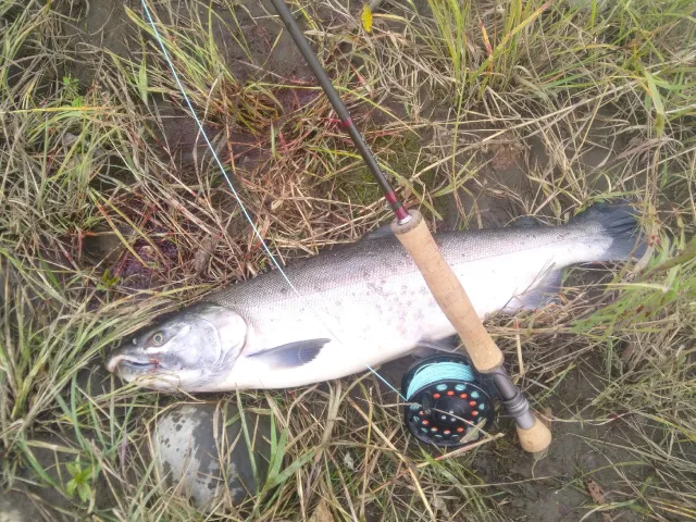 Lachs