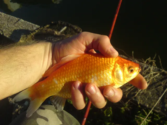 Goldfisch