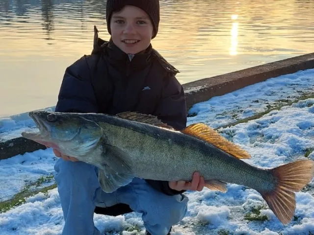 Zander