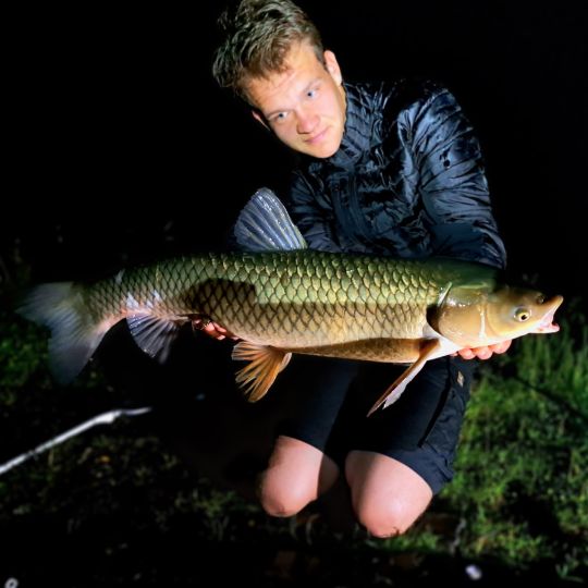 Graskarpfen
