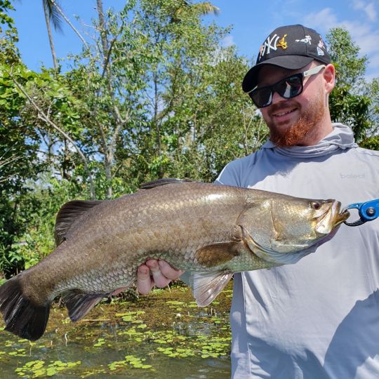 Barramundi