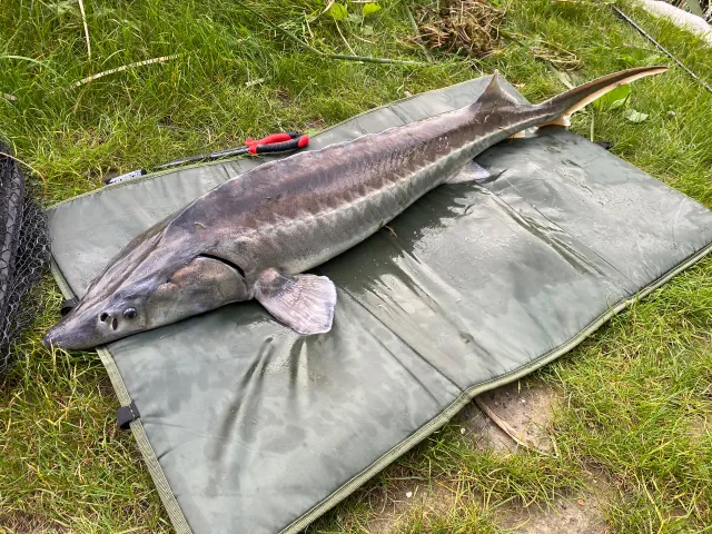 Stör
