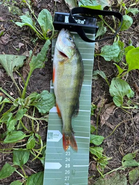 Flussbarsch