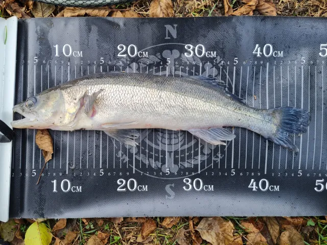 Zander