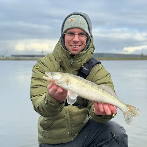 Zander