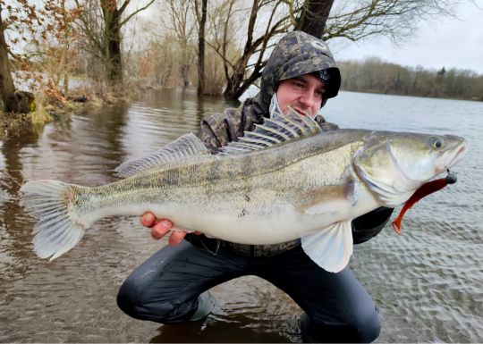 Zander
