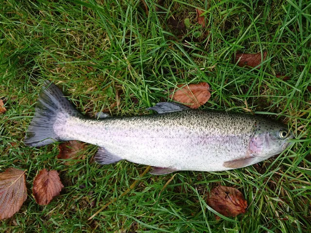 Regenbogenforelle