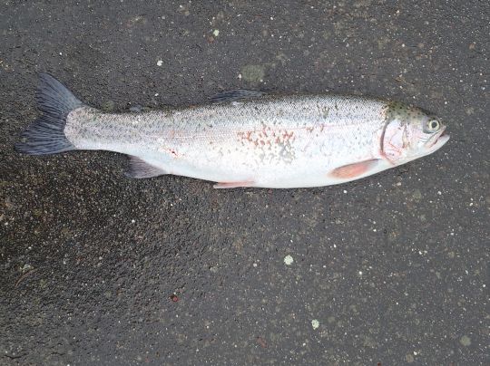 Regenbogenforelle
