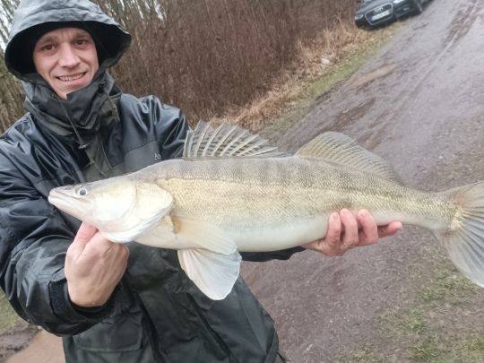 Zander