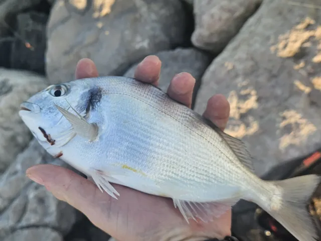 Dorade