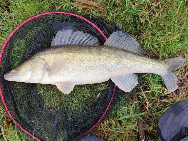 Zander