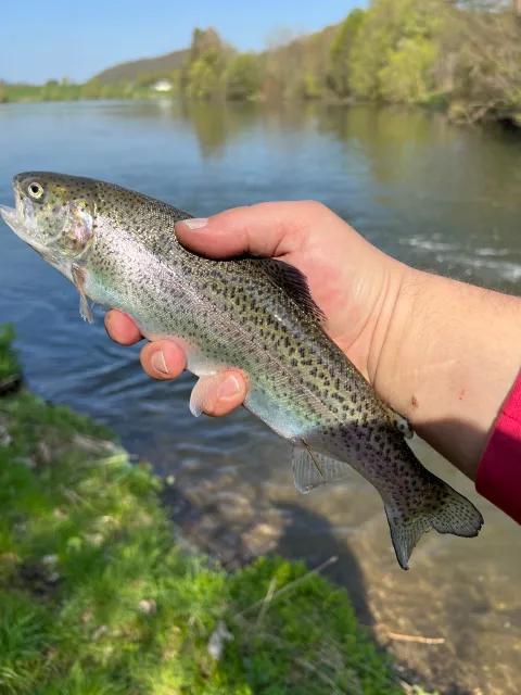 Regenbogenforelle