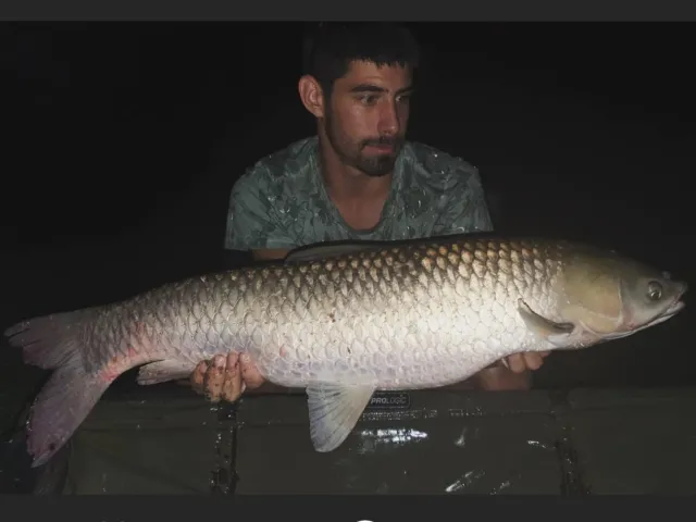 Graskarpfen