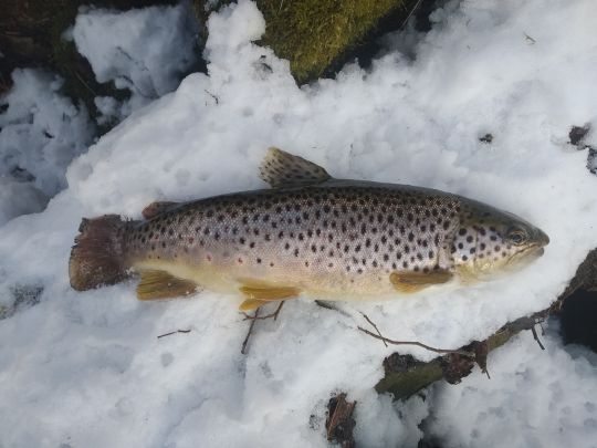 Bachforelle