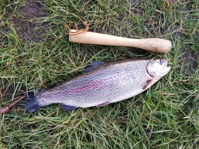Regenbogenforelle