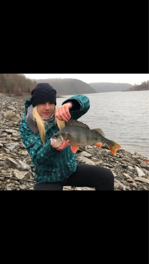 Flussbarsch