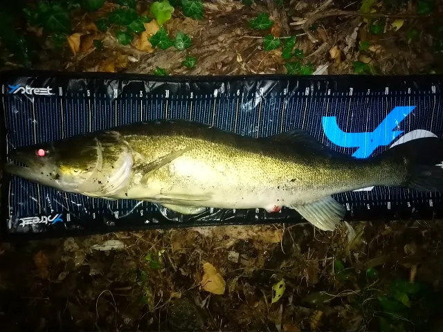 Zander