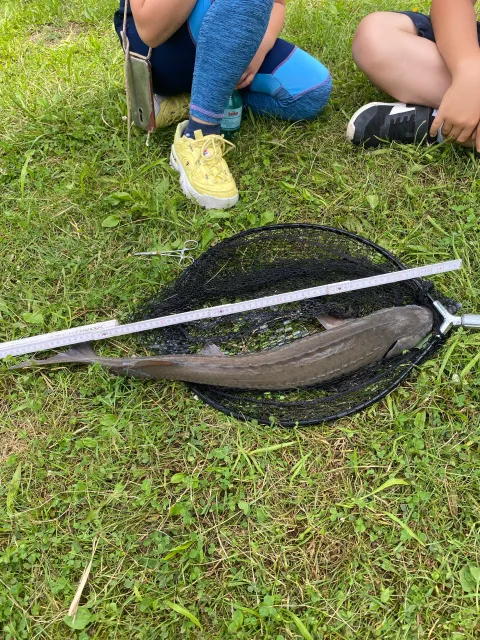 Stör