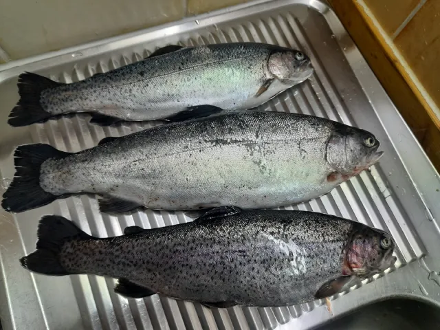 Regenbogenforelle