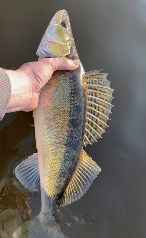 Zander