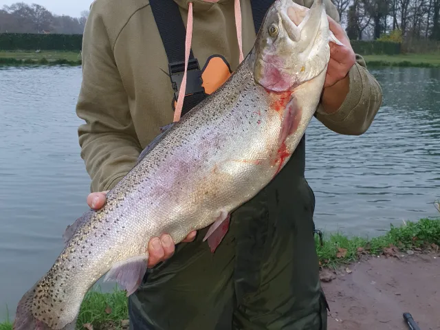 Regenbogenforelle