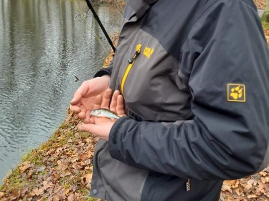 Flussbarsch